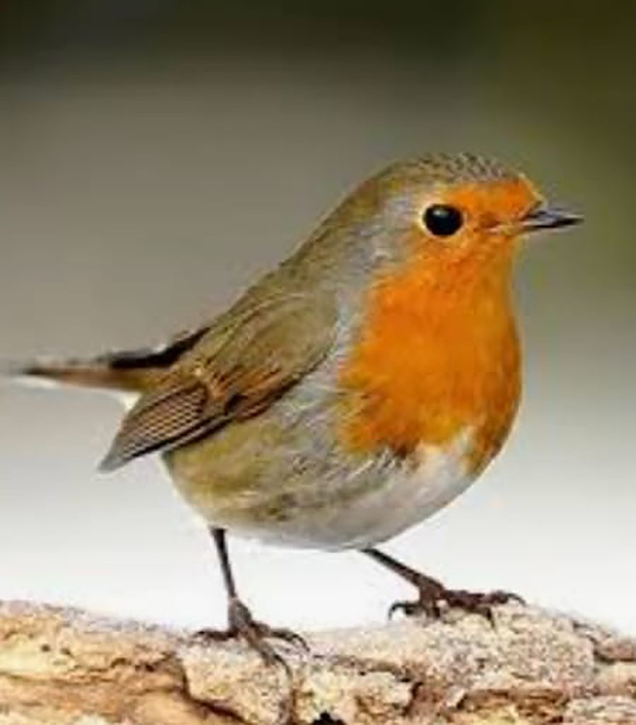 17 Mari Carmen Sanchez